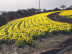 I stumble upon daffodil heaven