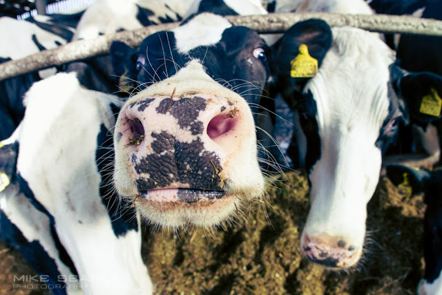 Trewithen dairies cows