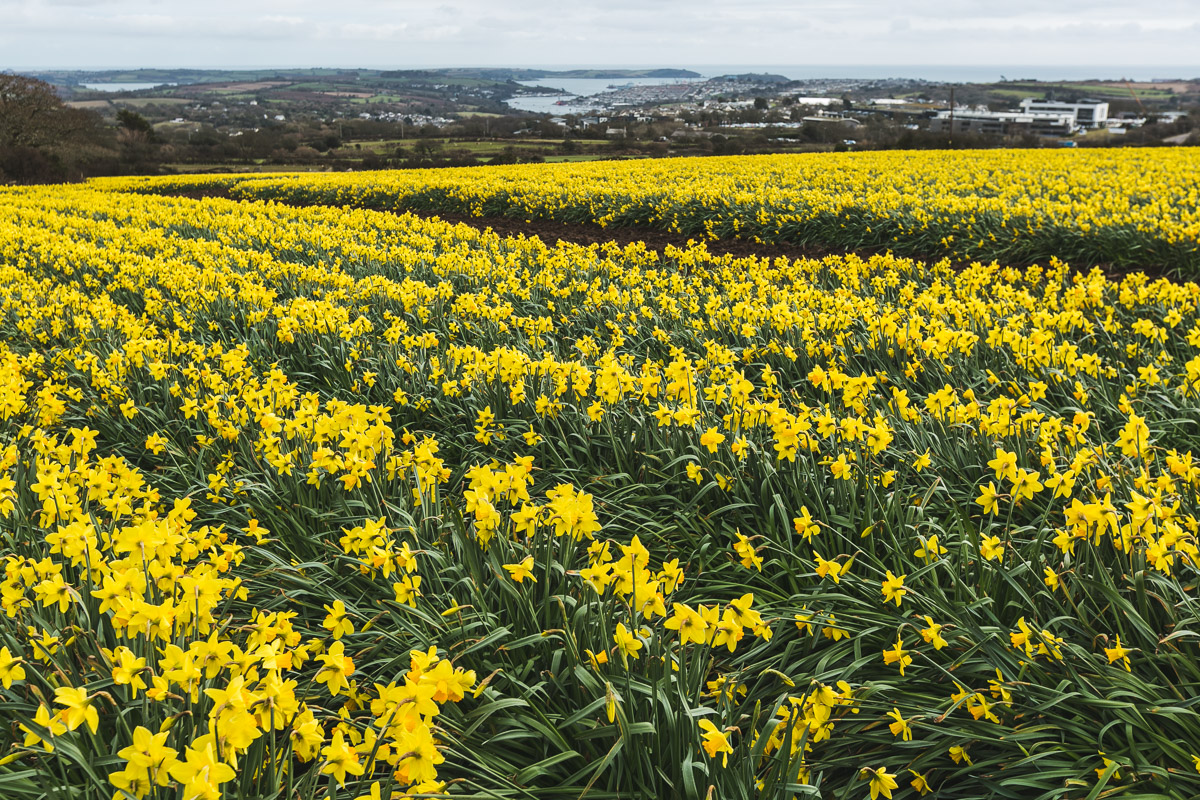  Daffodil field in Cornwall looking out to sea