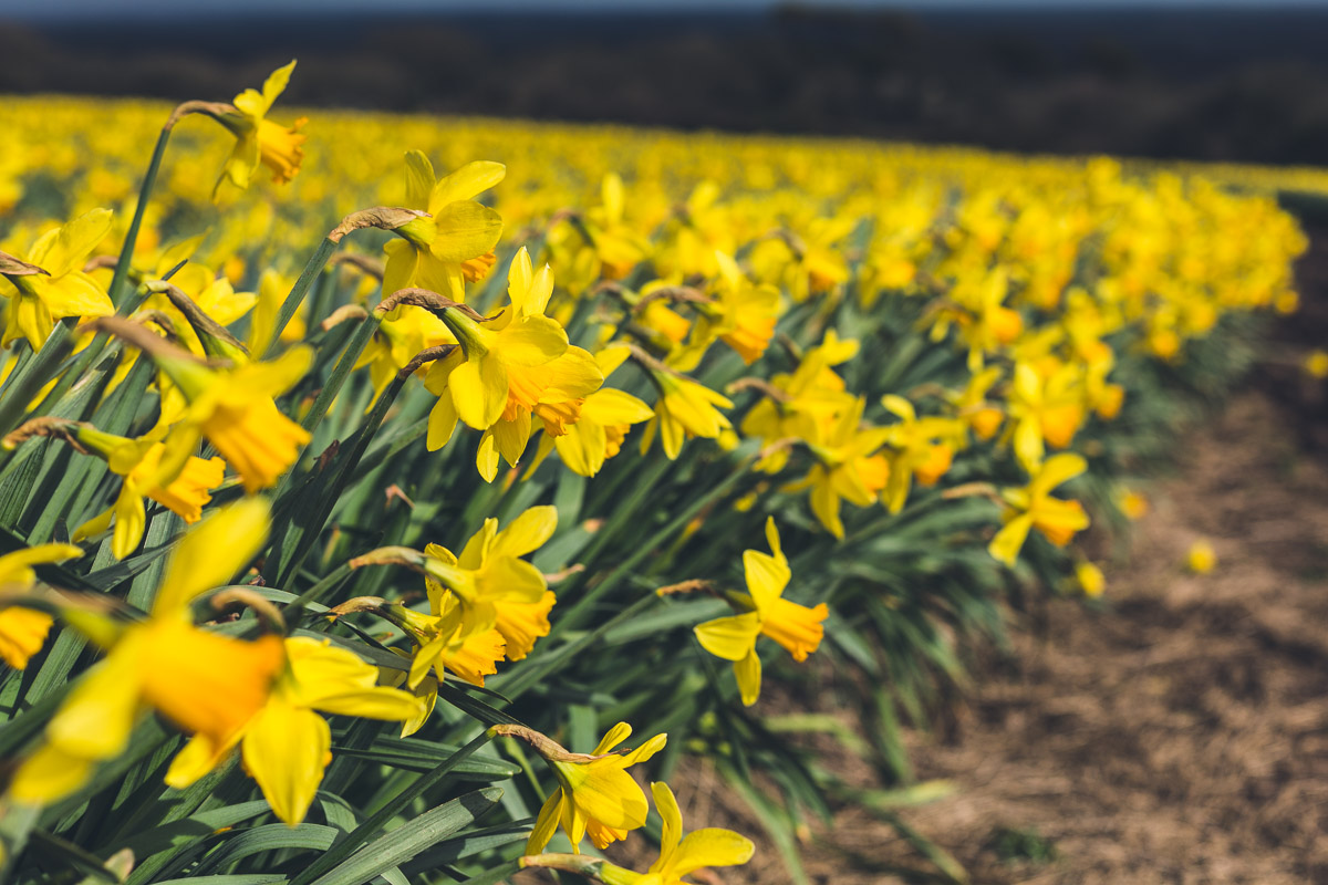  Daffodil field in Cornwall