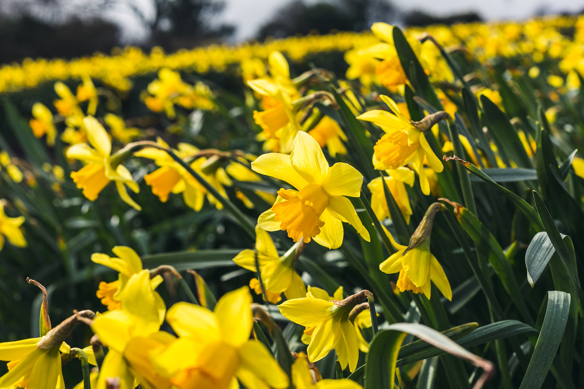  Daffodil field in Cornwall